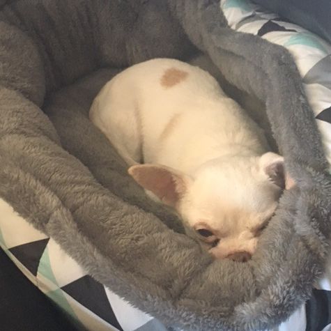 Robin is relaxing in a comfy bed. (Saturday, 30th of September 2017)