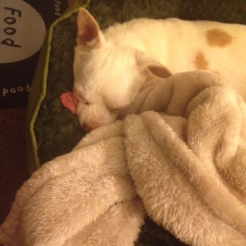 Robin is snoozing with his crinkly red tongue poking out! (Saturday, 30th of September 2017)