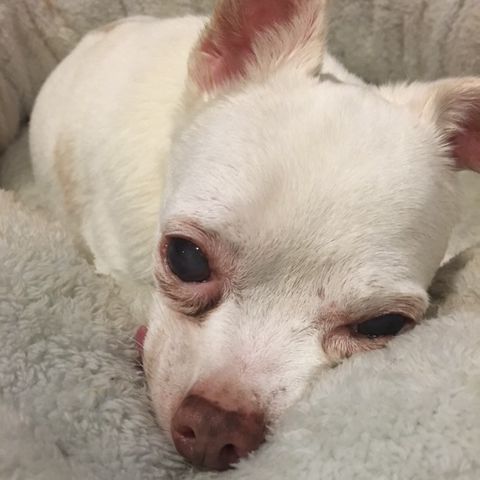 Robin looks at the camera: "you know I'm trying to sleep right?" (Saturday, 30th of September 2017)