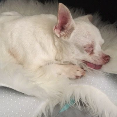 One more photo of this doggie enjoying a snooze! (Saturday, 30th of September 2017)