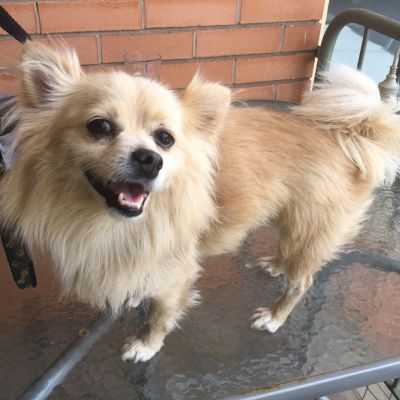 Rocky says: "Am I not beautiful?" (Saturday, 08th of April 2017).
