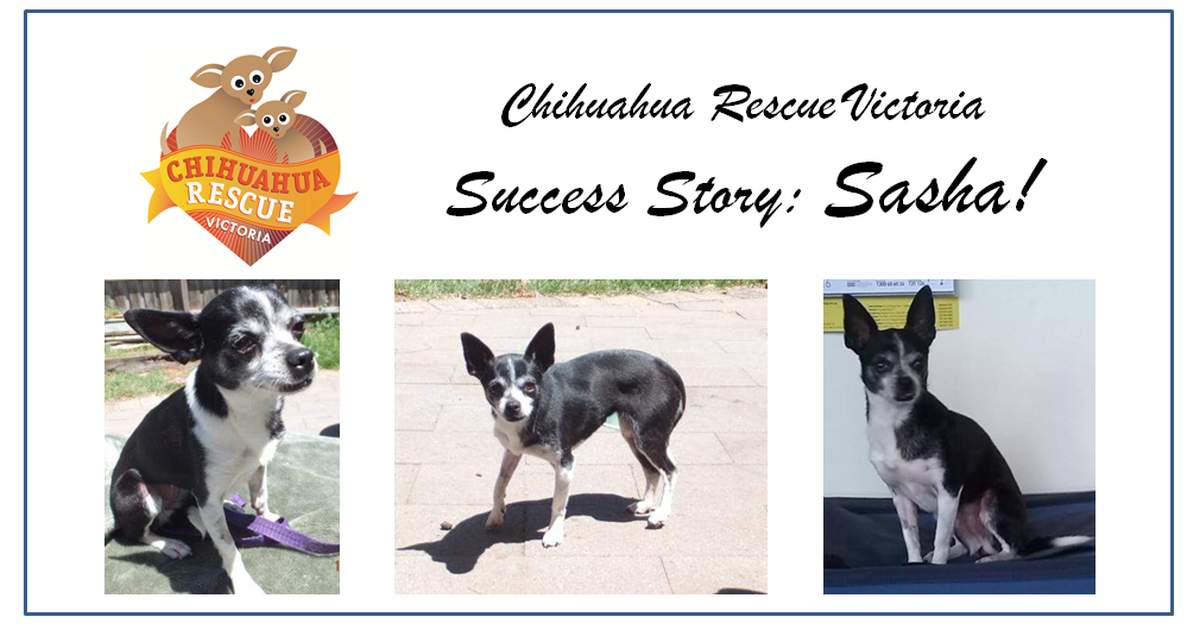 III. The Impact of Chihuahua Rescue Organizations