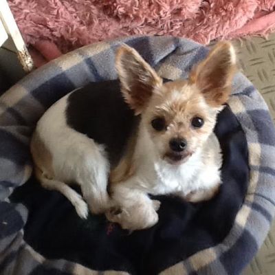 Billie Girl enjoying her bed! (Saturday, 25th of July 2015)