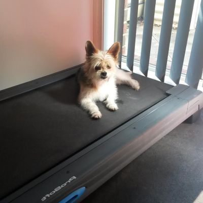 Billie Girl on the treadmill! (Monday, 21st of December 2015)