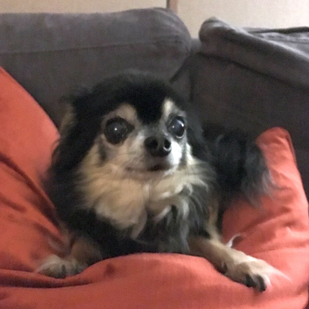 Carlo on the couch.
