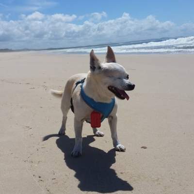 FREEEDOM! Just gotta keep an eye out for the local dingoes. Tea Gardens camping trip 2016.