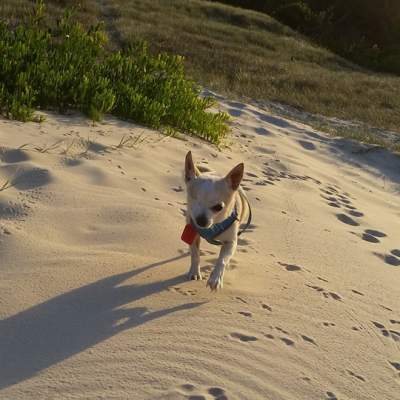 Sand dune doggy.