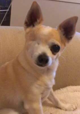 I loved when he pricked up his ears like this, whenever I'd say 'walkies' or 'you want some cheesey poof'?