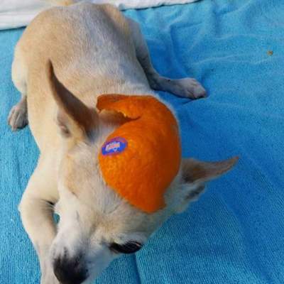I know you get a great laugh out of tormenting me, but for mercy's sake... mandarin peel as a hat? So lame!