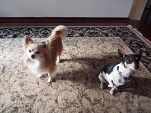 Bomber with friend Bella in December 2012.