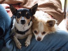 Bomber with friend Bella in December 2012.