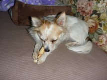My all day chew stick.