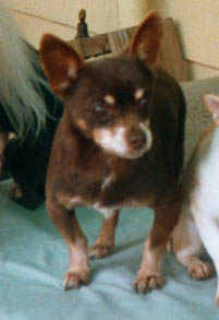 Pic of Chicko