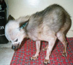 Picture of Elvis, who suffered from a disintegrated jaw.