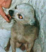 Pic of Elvis