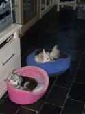 Missy and Percy - yeah, this beats gardening!