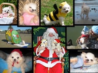 Montage of pictures showing Pablo