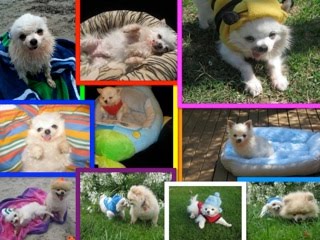 Montage of pictures showing Pablo
