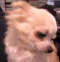 RIP Peanut, you beautiful Chihuahua.