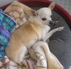 Penny snuggling in her comfortable bed with warm blankets.