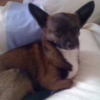 Pepper, looking very relaxed!