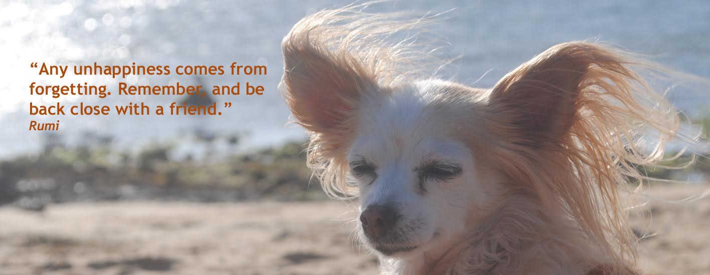 Beautiful image created by L for her beloved companion, Portia. (Sunday, 22nd of January 2017)