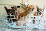 All the dogs in a basket!