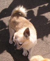 Pic of Bandit