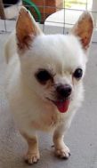 No matter how many times we wind up his tail - his tongue will just not go back in!