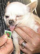 We jokingly tell people that he has to earn his living by licking the stamps for us!
