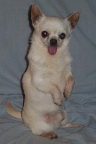 Disco sitting up
