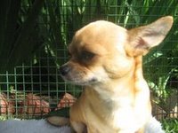 Pic of Fifi