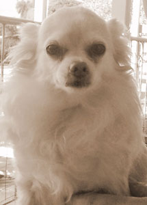 Pic of Gizmo in May, 2008.