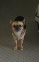 Pic of Pippin