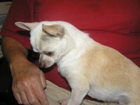 Pic of Tango