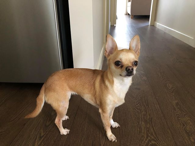 older chihuahuas for sale