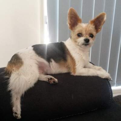 Billie Girl on the couch. (Thursday, 12th of January 2017)