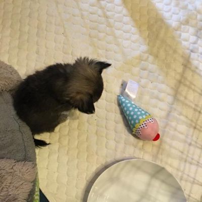 Freddie loves his toys! (Saturday, 26th of August 2017)