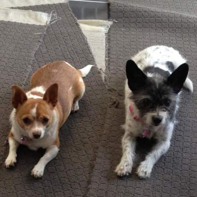 Nillie the Chihuahua (left) and Pinky the Jack Russell (right) looking suspiciously innocent. March 2013.