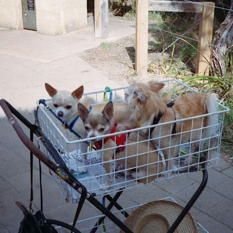 Chihuahuas in a cart!