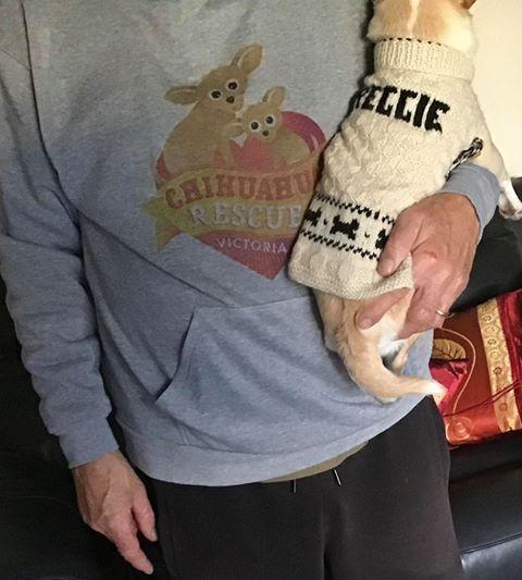 Reggie's dad with a Chihuahua hoodie from Graphic Tees Australia! (Tuesday, 14th of July 2020)